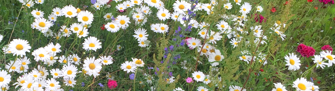 En blomstereng. Foto: Frederikssund Kommune.