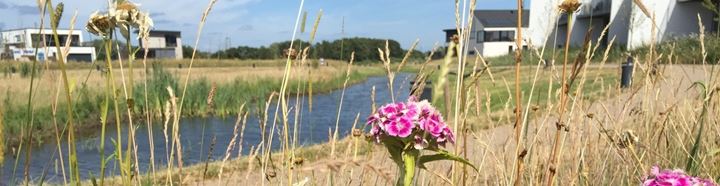 Blomster i vejgrøften ved deltaet i Vinge. Foto: Frederikssund Kommune.