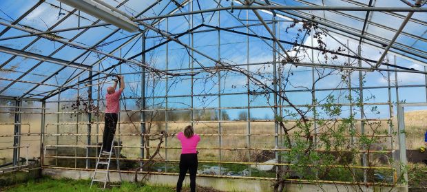 Vinderfoto fra drivhuset på Solvænget 29, hvor borgergruppen Vinge Gror holder til