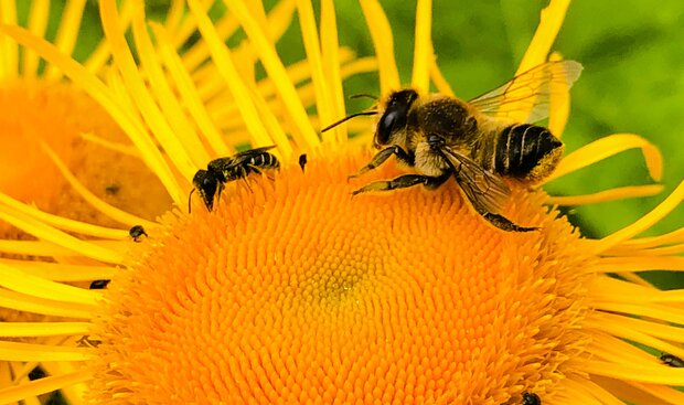 En bi samler pollen i en blomst. Foto: Frederikssund Kommune.