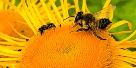 En bi samler pollen i en blomst. Foto: Plan Bi.