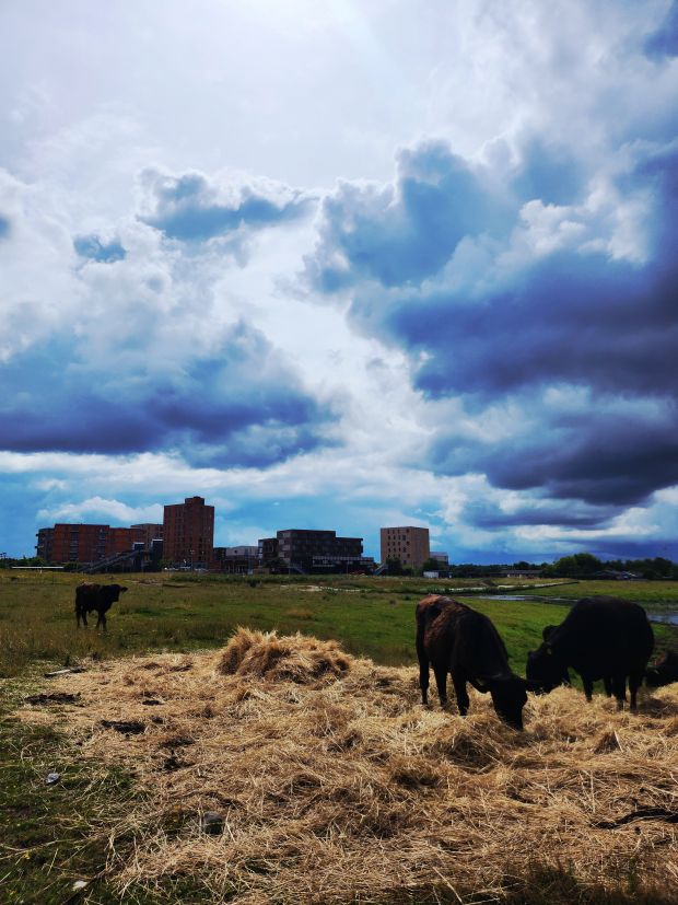 Billede af spisende køer på mark ved Tvinsmosen, med de høje bygninger i Vinge C i baggrunden